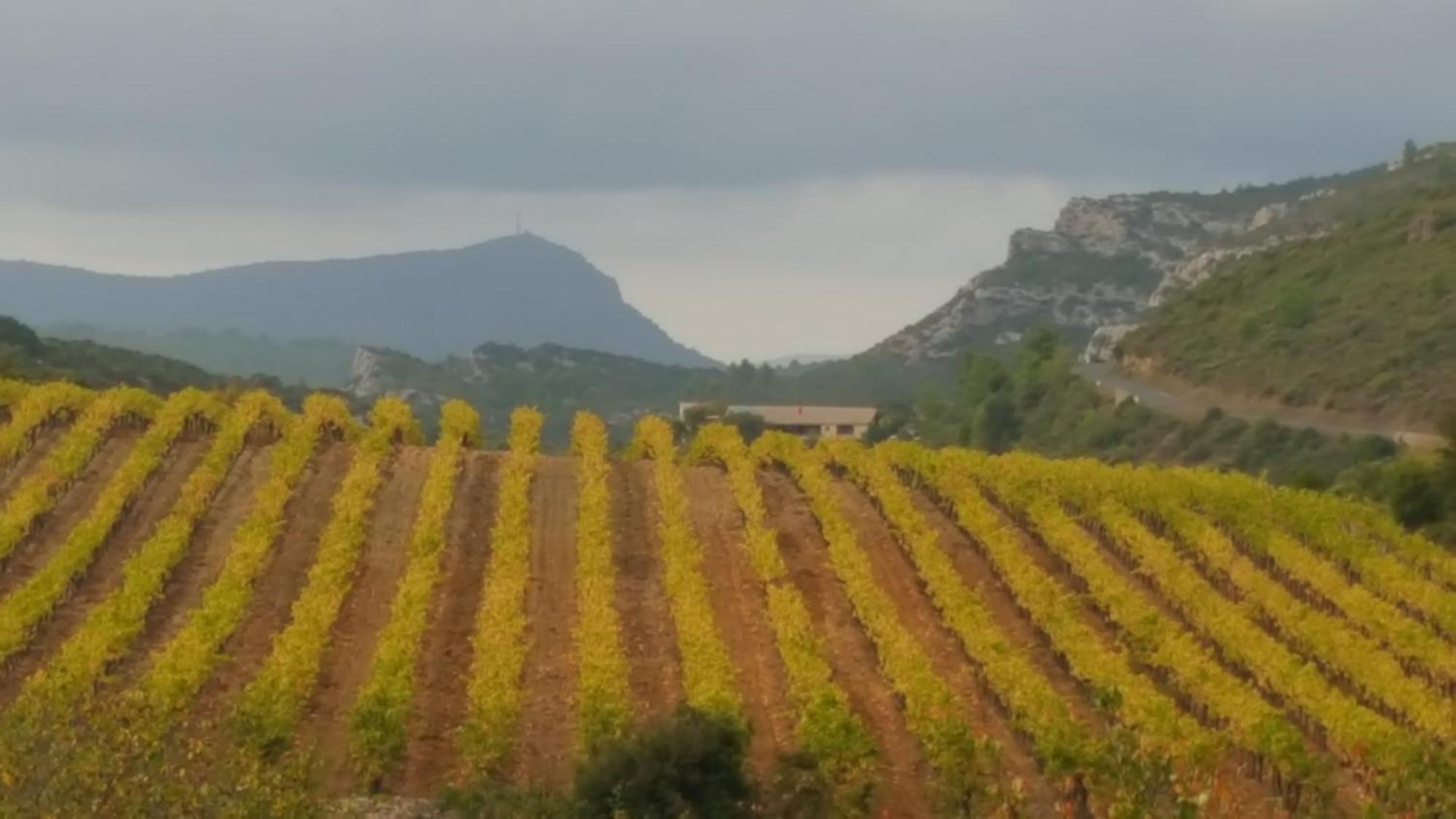 Gite Dans Ancienne Bergerie En Pleine Garrigue Fraisse-des-Corbieres Exterior photo